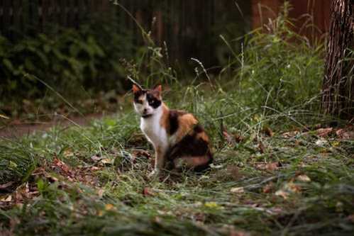 蒙扎队录像 意甲第29轮 对战vs卡利亚里队回放 2024年03月16日 22:00比赛视频完整直播回看